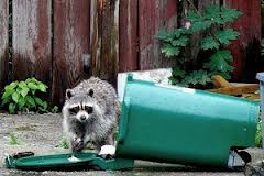 raccoon in trash